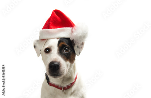 christmas dog © blazic27