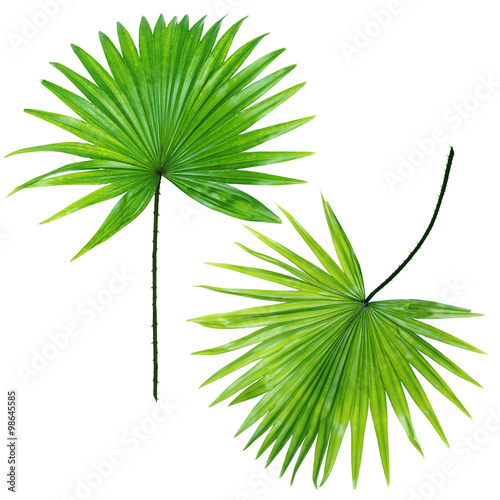 Palm  leafves (Livistona Rotundifolia palm), isolated on white