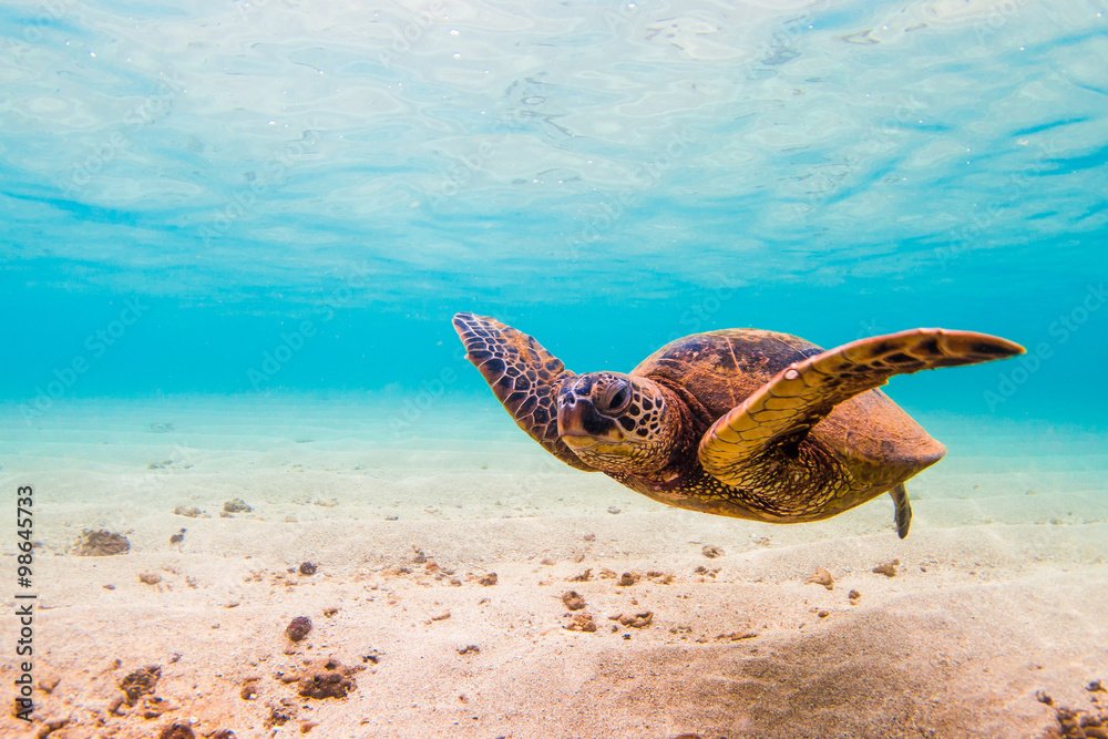 Obraz premium Hawaiian Green Sea Turtle Cruising in the warm waters of the Pacific Ocean in Hawaii