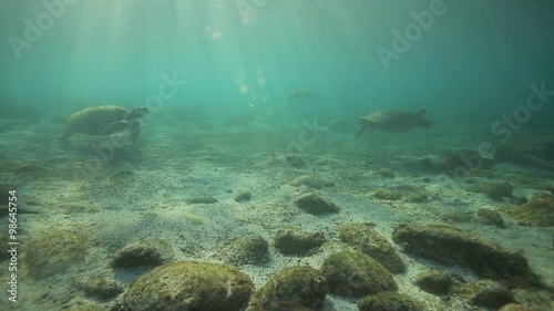 Galapagos green sea turtles swimming and relaxing underwater in enchanting low tide lagoon  photo