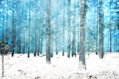 Beautiful snowy dreamy winter conifer forest. Color filter effect used.