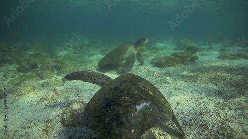 Galapagos green sea turtles swimming and relaxing underwater in enchanting low tide lagoon  photo