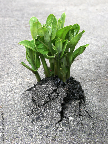 Nature's Breakthrough