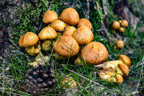 Leckere Pilze im Wald