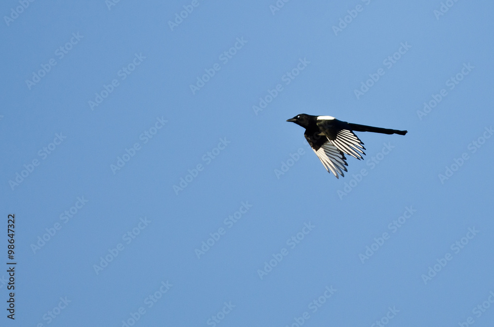 Black-billed Magpie Flying in a Blue Sky Black-billed Magpie Flying in a Blue Sky