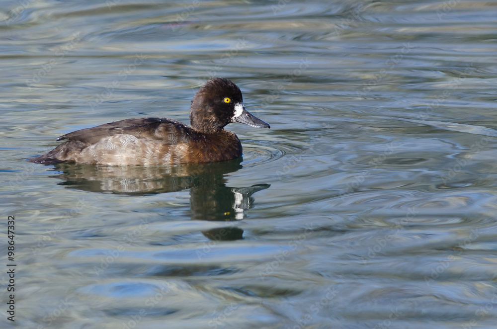 Female Scaup Duck Swimming in the Still Pond Waters Female Scaup Duck Swimming in the Still Pond Waters