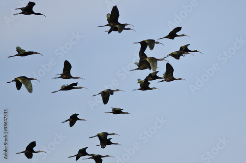 Flock of White-Faced Ibis Flying in a Blue Sky © rck