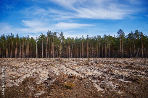 Felling of the forrest