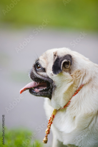Fototapeta Naklejka Na Ścianę i Meble -  Funny Pug