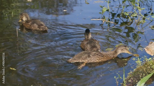 A group of mallards swimming in swampy waters. photo