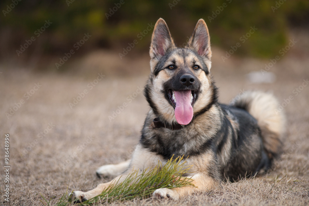 beautiful young Laika sits on dry grass with protruding tongue, Northern Russia and Russian Siberia beautiful young Laika sits on dry grass with protruding tongue, Northern Russia and Russian Siberia