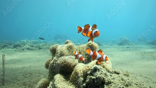 Bright orange anemonefish or clownfish sheltering in anemone underwater off the coast of Negros Island, Philippines photo