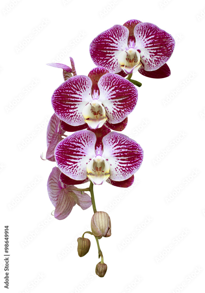 Obraz premium Flower