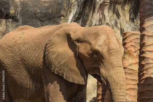 Canvas Print African elephants in the zoo thailand