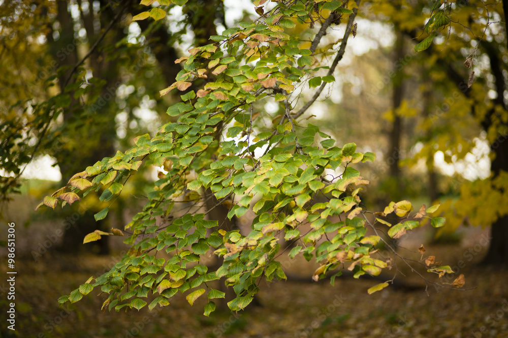 Fototapeta premium autumnal leaves of lime tree,