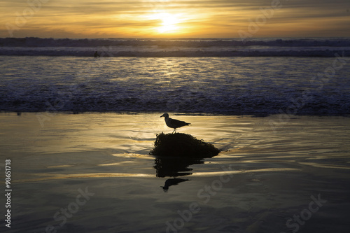 seagull on shore at sunset © tomas del amo