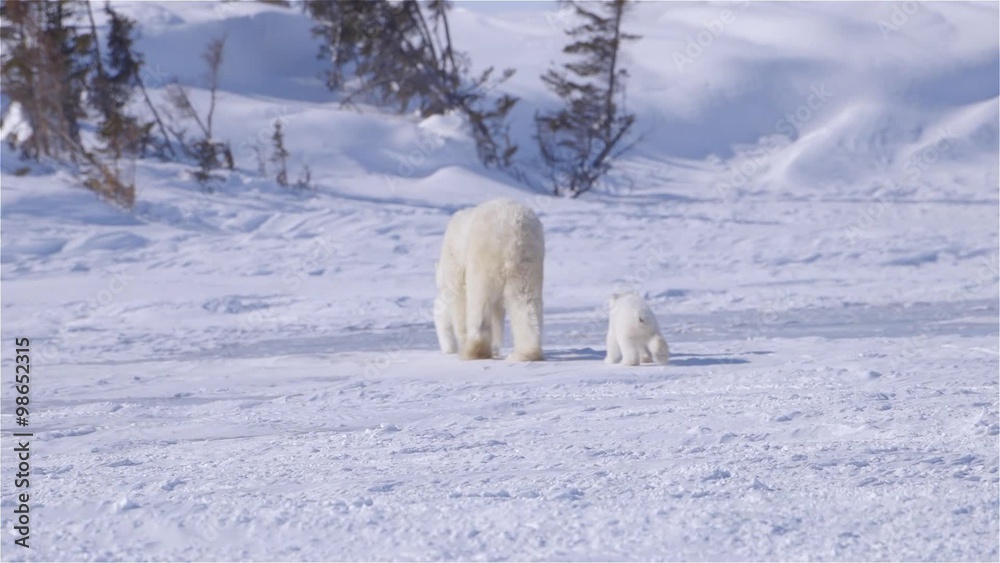 Polar bear cubs and their mother walking. Polar bear cubs and their mother walking.