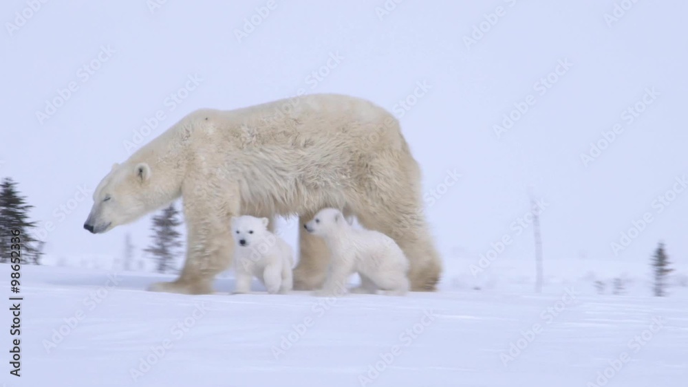 Pair of polar bear cubs walking with their mother. Pair of polar bear cubs walking with their mother.