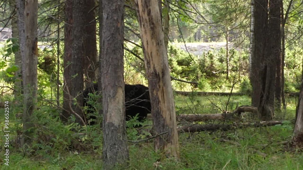 A black bear walks though a forest. Pan