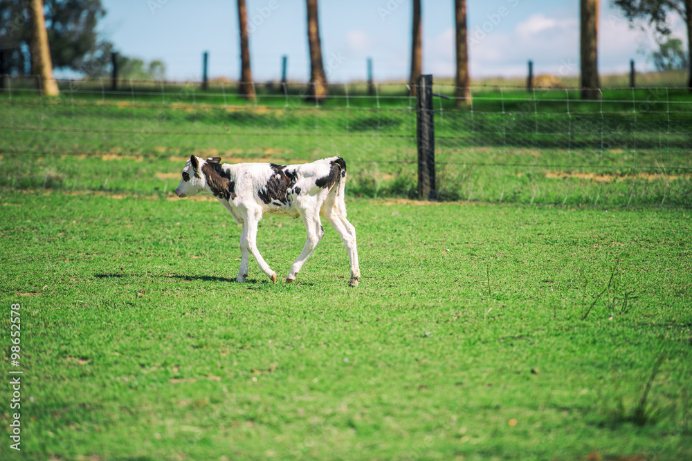 Calf in the paddock during the day in Queensland Calf in the paddock during the day in Queensland