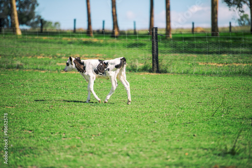 Calf in the paddock during the day in Queensland