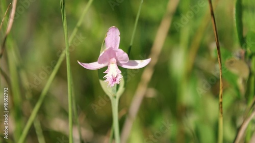 A rose pagonia orchid among tall grass in Alfred Bog. photo