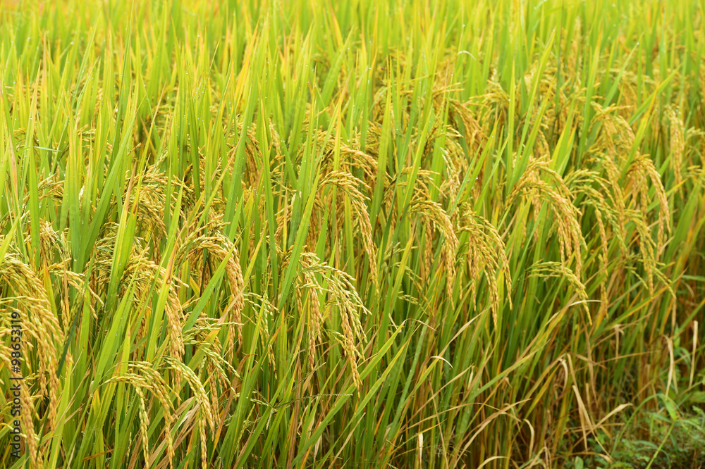 close up of ripening rice in a paddy field close up of ripening rice in a paddy field