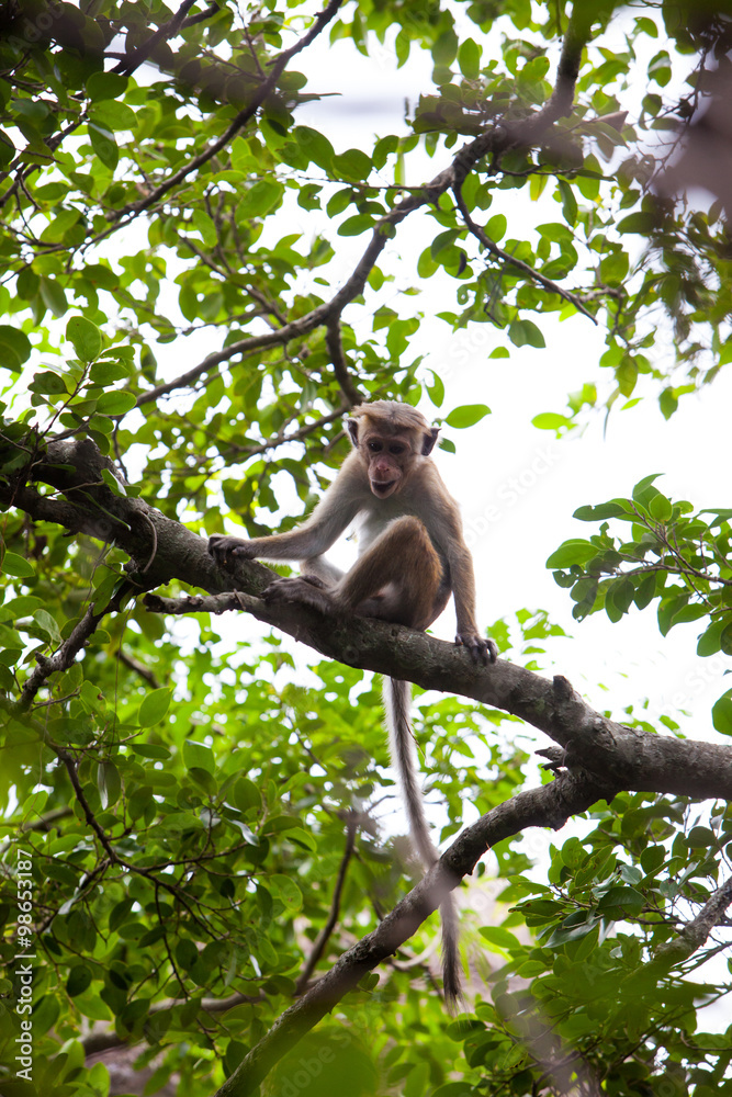 Young Toque macaque monkey Young Toque macaque monkey