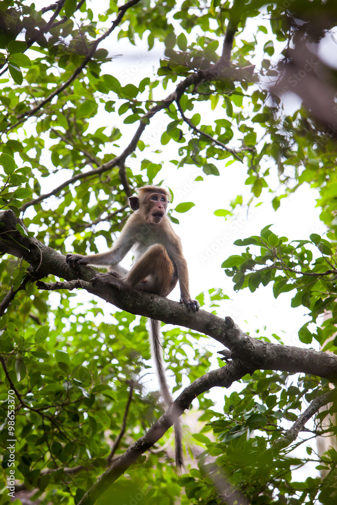Naklejka premium Young Toque macaque monkey