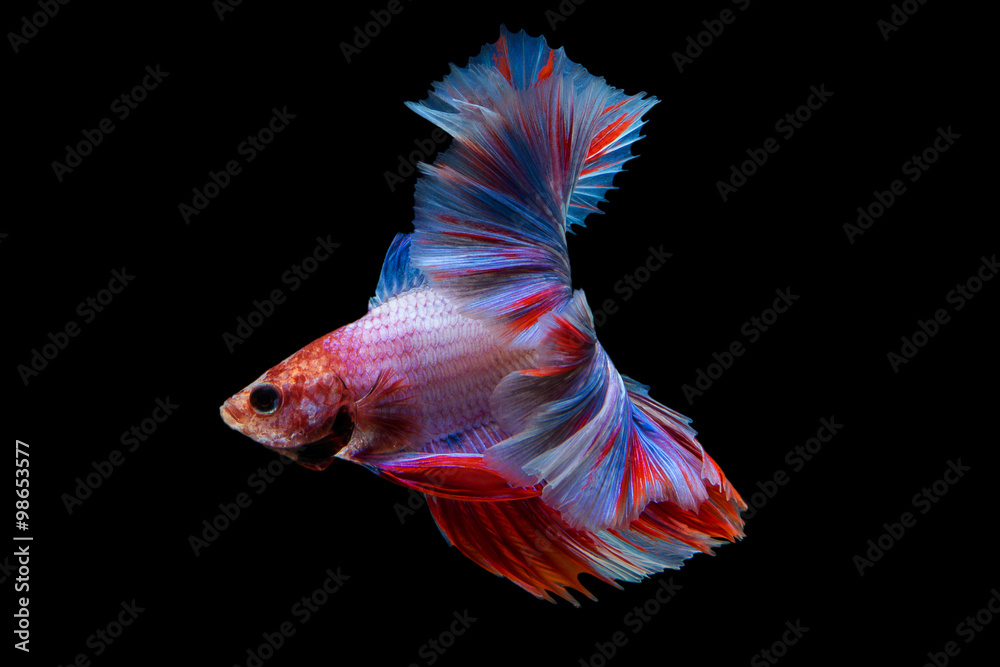 Fototapeta premium Betta
