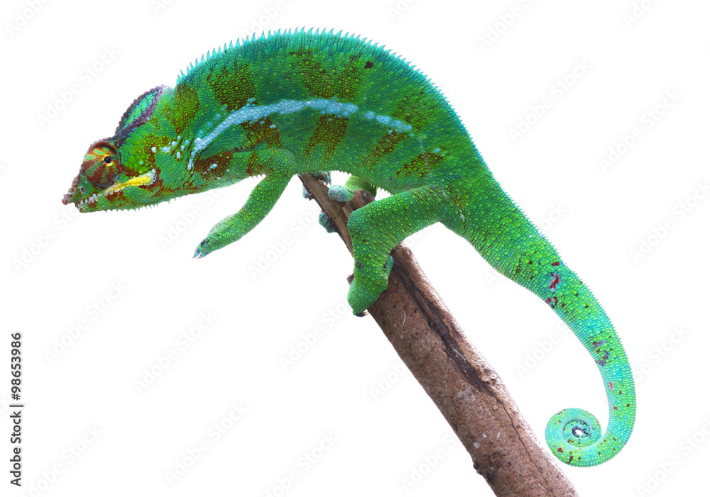Fototapeta premium Caméléon panthère