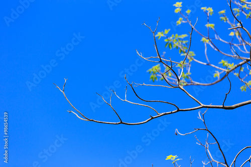 brunch and blue sky