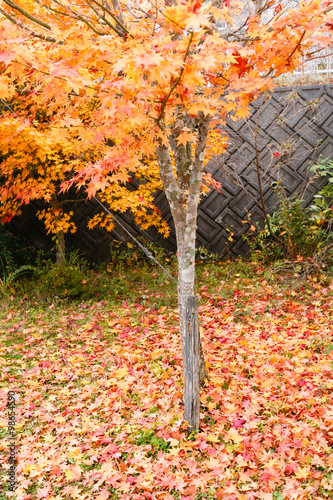 Maple tree in autumn,Maple leaves are falling on the floor