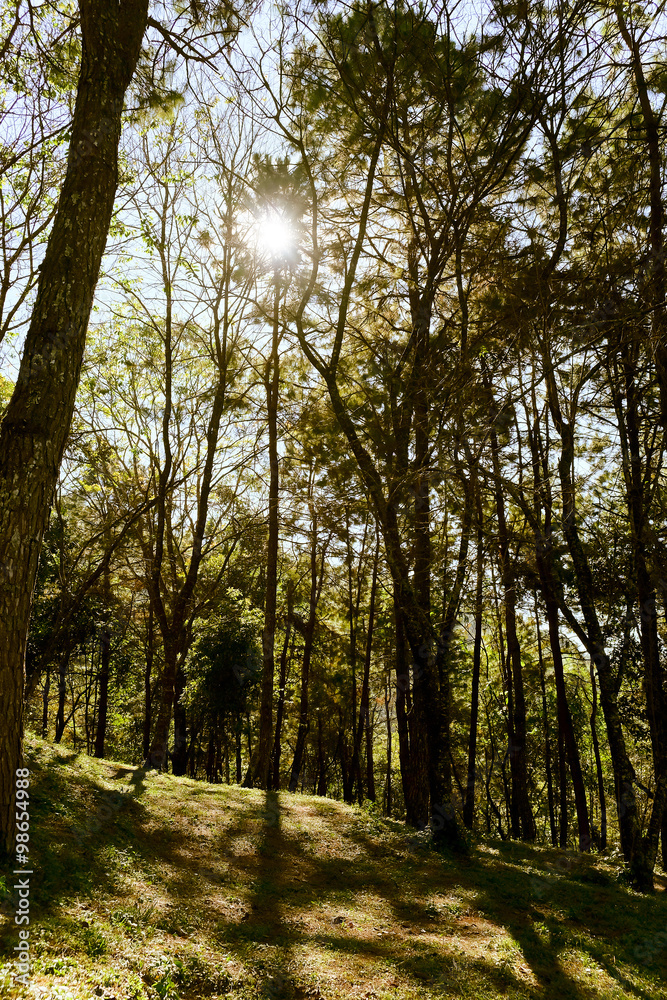 Pine Forest,sunrise with Pine tree forest at Chiang Mai Province.Thailand Pine Forest,sunrise with Pine tree forest at Chiang Mai Province.Thailand