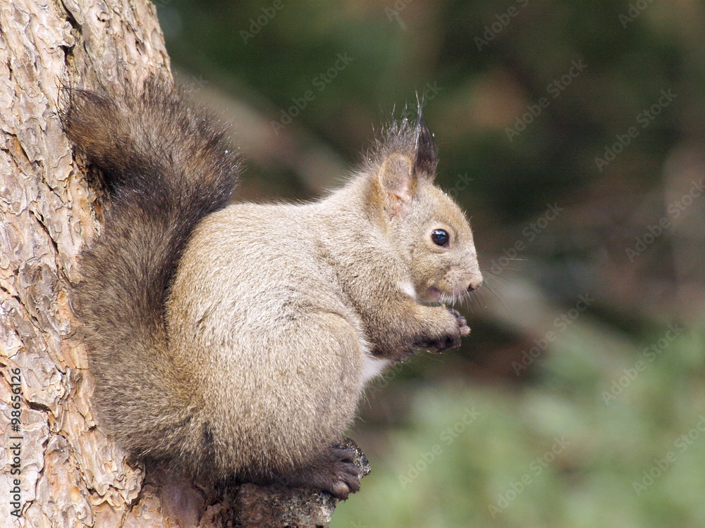 Obraz premium 春を待つエゾリス