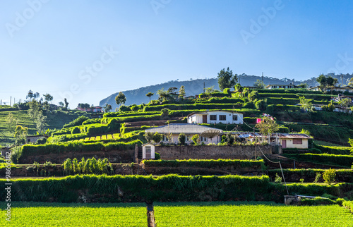 Sri Lanka, fields of tea in the Ramboda Valley photo