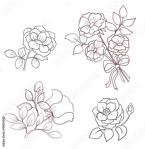 contours flowers of wild rose