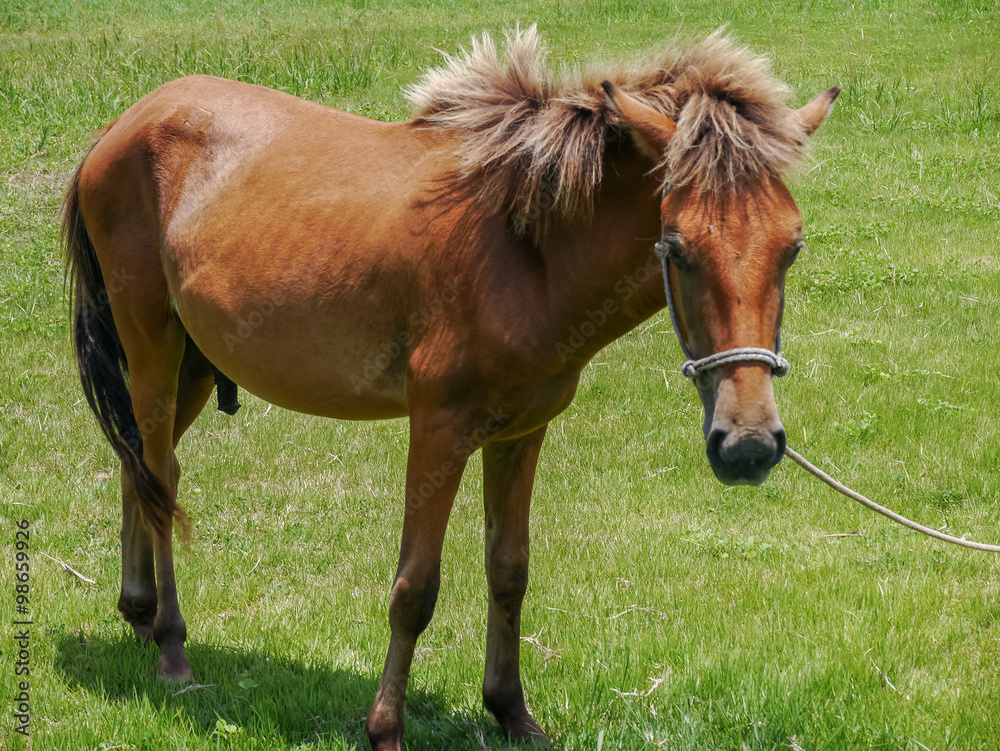 Fototapeta premium Yonaguni Horse (与那国馬)