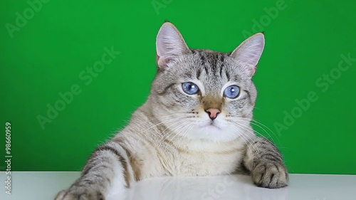 Funny cat sitting at the table and shakes his head.