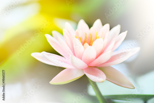 Lotus flower with depth of field.
