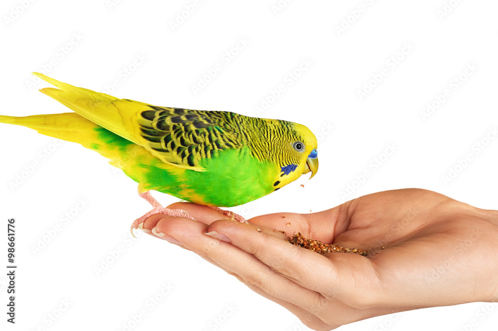 Obraz premium Budgerigar. Parrot isolated on white background.