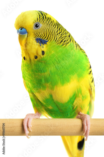 Budgerigar. Parrot isolated on white background.