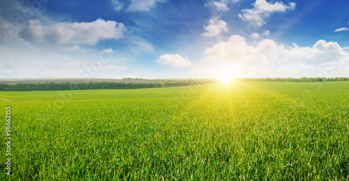 Quadro em tela field, sunrise and blue sky