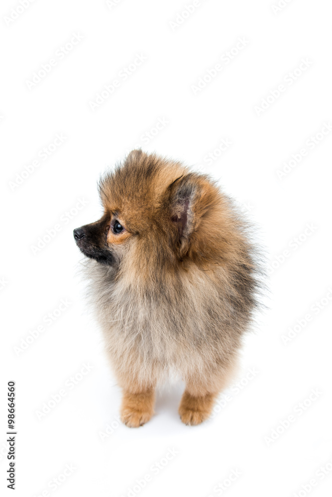 pomeranian dog sitting on isolated background pomeranian dog sitting on isolated background