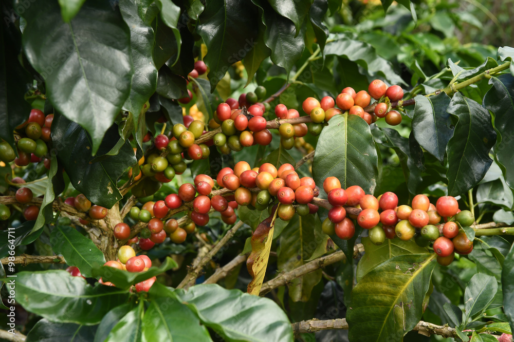 Coffee beans ripening on a tree. Coffee beans ripening on a tree.