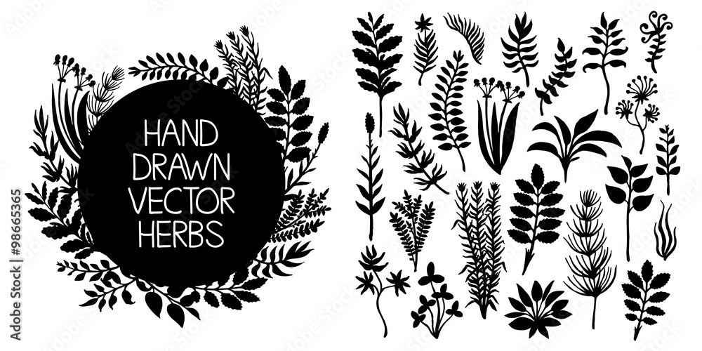 Hand drawn set of herbs and plants. Vector design elements. - obrazy, fototapety, plakaty 