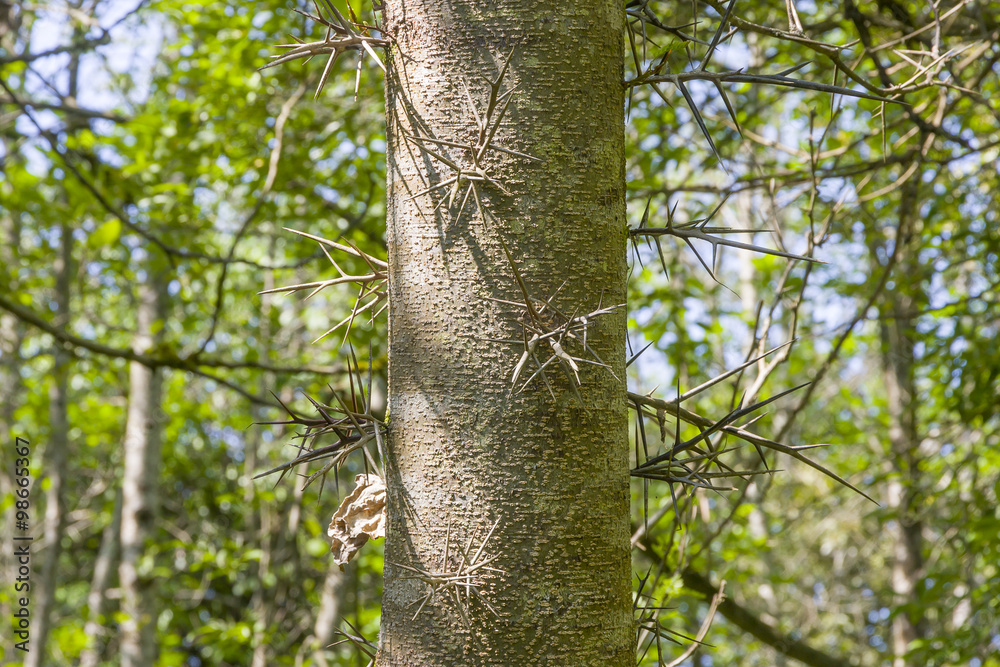 Gleditsia triacanthos in Abkhazia, spiny tree Gleditsia triacanthos in Abkhazia, spiny tree