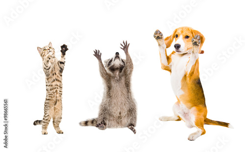Fototapeta Naklejka Na Ścianę i Meble -  Joyful cat, raccoon and dog isolated on white background