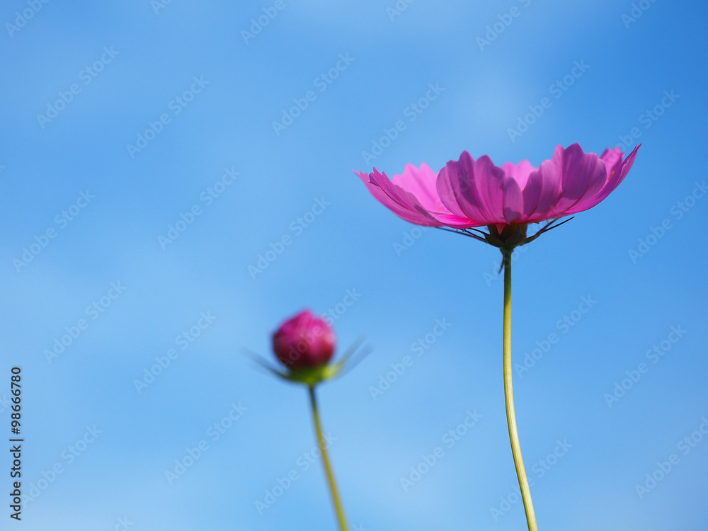 Cosmos flowers Cosmos flowers