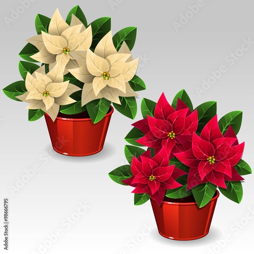 White and red poinsettia plants